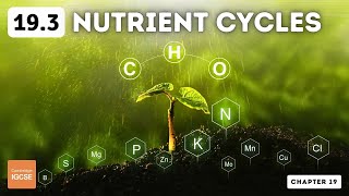 IGCSE BIOLOGY REVISION Syllabus 20  Nutrient Cycles [upl. by Abisha570]