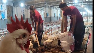 Broiler Breeding TechniquesHow to Raise Millions of Chickens for Eggs and Meat🤔⁉️ [upl. by Eslehc]