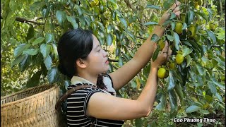 Delicious ripe persimmons Pick them and sell them [upl. by Einahc987]