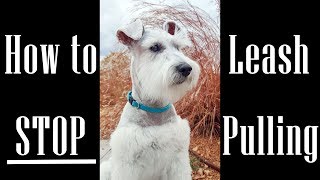 How to STOP leash pulling  3 Miniature Schnauzers in Training [upl. by Faustus]