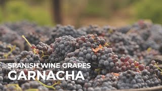 Spanish Wine Grapes Garnacha [upl. by Turnbull]