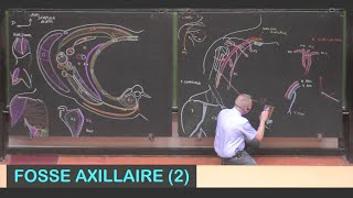 Anatomie de la fosse axillaire 2 Membre supérieur 5 [upl. by Initsed302]