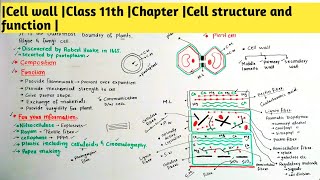 Cell wall Class 11th Chapter Cell structure and function [upl. by Anaujahs198]