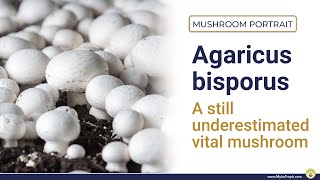 Agaricus bisporus  the underestimated button mushroom  ENGLISH [upl. by Willette915]