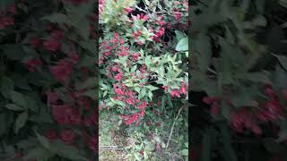 Wine and Roses Weigela [upl. by Proudlove286]