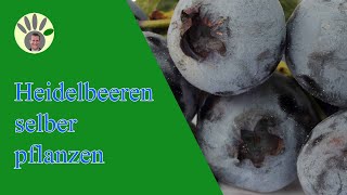 Heidelbeeren  Blaubeeren richtig pflanzen [upl. by Clarine91]