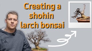 Creating a shohin larch bonsai [upl. by Anaahs]