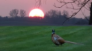 Pheasant Calls at Sunset [upl. by Airdnax]