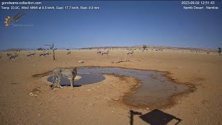 Cheetah surprise thirsty oryx [upl. by Llimaj]