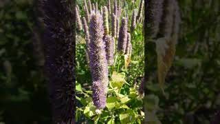 Anise Hyssop Agastache foeniculum in Mint Family Lamiaceae Hyssop  Observed in Description [upl. by Suoiluj]