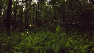 Magic in the nightthe dance of Synchronous Fireflies  Sci NC [upl. by Avilla]