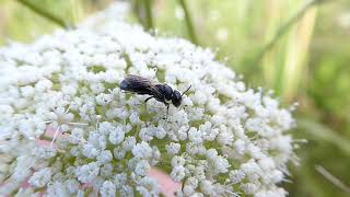 Yellowfaced Bee unknown Hylaeus spec Maskerbij onbekend Svētciems Latvia 25 July 2020 [upl. by Reeva]