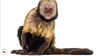 Capuchin Monkey  Among The Most Intelligent Of All Monkey Species [upl. by Elletnahc]