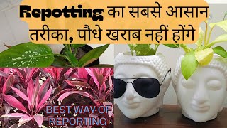 Dracaena plant and dieffenbachia repotting fertilizer and care tips [upl. by Wilkison566]