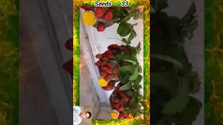 strawberries seeds থেকে strawberries plants grow shorts strawberry seeds grow strawberries [upl. by Nester]