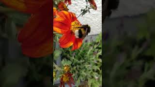 Whitetailed Bumblebee Bombus lucorum agg foraging on Marguerite Argyranthemum 30072024 [upl. by Ardekan]