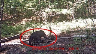 Humboldt County Fisherman encounters 2 Bigfoot 2018  RBE13 [upl. by Isiad360]