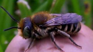 Resin Bee on Mushroom Gunbarrel Colorado [upl. by Pozzy]