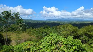 Dominican Republic Agroforestry Planifolia Gourmet Vanilla 🇩🇴 [upl. by Romola20]