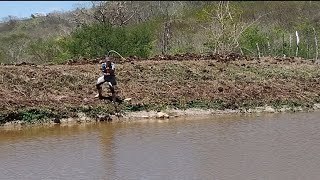 aqui tá infestado de tilápia gigante [upl. by Taber]