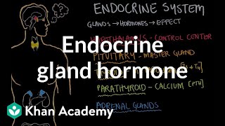 Endocrine gland hormone review  Endocrine system physiology  NCLEXRN  Khan Academy [upl. by Javler]