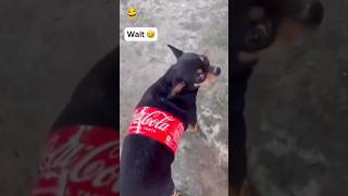 cocacola dog 😂🌚 thecomedybengalfunny realfoolstrending [upl. by Lahcar756]