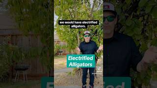 Electric alligator gator animal news newsupdate breaking breakingnews wow electric [upl. by Jaddo620]