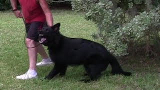 GERMAN SHEPHERD from INSECURE to a Confident Protection Dog [upl. by Renato]