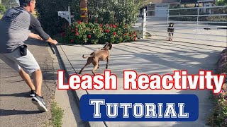 Watch a leash reactivity sessionno treats or shocks [upl. by Surtimed704]