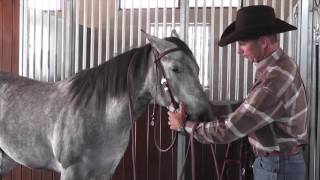 Bridling a Horse with a Browband Headstall [upl. by Coretta]