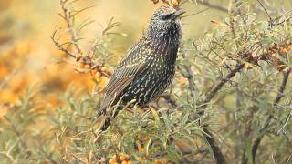 Spreeuw  Sturnus vulgaris  Starling [upl. by Dunlavy]