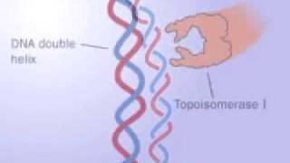 Topoisomerase 1 and 2 [upl. by Jutta946]