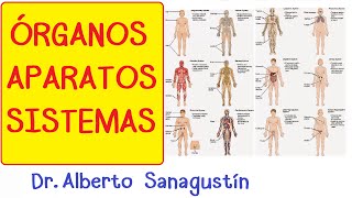 Órganos Aparatos y Sistemas introducción  Cuerpo humano [upl. by Ssilem]