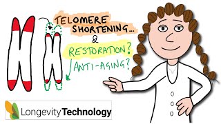 Why telomeres shorten and restoration strategies in aging [upl. by Asilanom524]