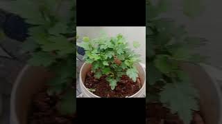 Chrysanthumumchemanthifarminggardenflowerstrendingyoutubeshortsshortsviralvideovideoyt [upl. by Liesa]