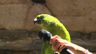 Parrot Sings Seven Songs at Disney World [upl. by Puri]