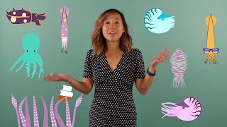 The ABCs of Cephalopods with Conservation Biologist Samantha Cheng [upl. by Merari191]