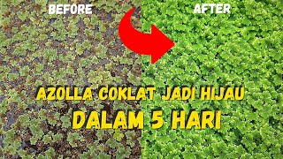 Menyuburkan Kembali Azolla yang Kecoklatan  Tips Budidaya Azolla Microphylla [upl. by Lledyr]