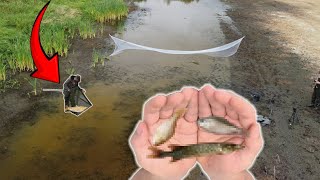 I Netted THOUSANDS of Stranded Fish From This Evaporating PUDDLE [upl. by Refotsirhc975]