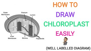 How to draw chloroplast easily  Quickly  Well labelled diagram  Important for exams  Chloroplast [upl. by Berty]