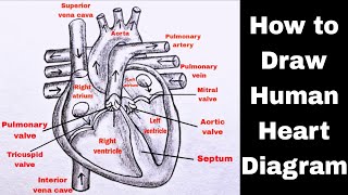 Human Heart Diagram Drawing  How to Draw Human Heart Diagram  मानव हृदय का चित्र [upl. by Duma892]