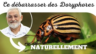 Comment se débarrasser naturellement des doryphores [upl. by Nus841]