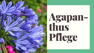 Agapanthus Pflege  So gehts richtig [upl. by Aiuqenehs671]