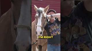 ARTHRITIC Horse LEFT ABANDONED  HUGE Reactions to Chiropractic Must See [upl. by Hermosa]