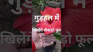 Hibiscus plant fertilizergardening video [upl. by Carter]