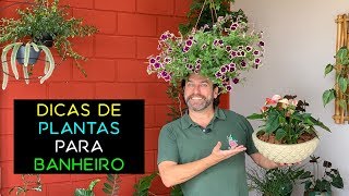 Dicas de Plantas Para Banheiro [upl. by Lunsford]