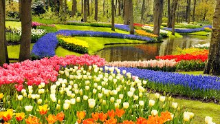 Keukenhof Gardens and Tulip Fields Tour from Amsterdam [upl. by Buffy]