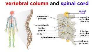 The Central Nervous System The Brain and Spinal Cord [upl. by Tarkany]