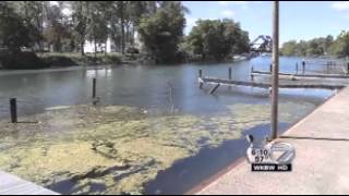 Hydrilla Plants Invade Western NY September 2012 [upl. by Meesan]