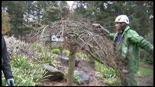 Pruning Japanese Maples [upl. by Hansiain725]